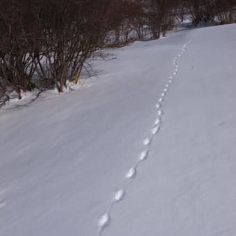 雪山は楽しい！