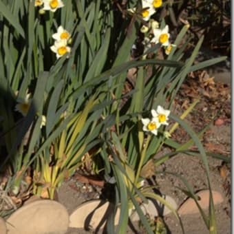 陽だまりに「水仙」の花が咲いていました。