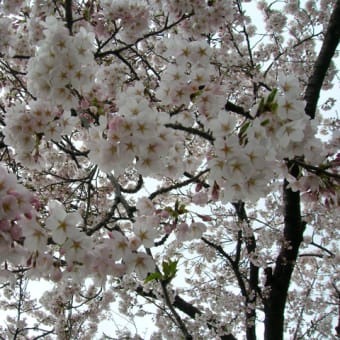 鶴岡公園の桜