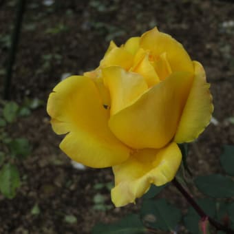 冬の黄色いバラも、頑張ってます～京都府立植物園2021/12末（4）