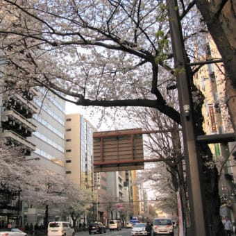 桜巡り帳4頁目：麹町 番町 市ヶ谷