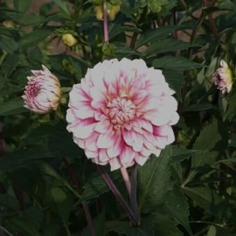 花散歩