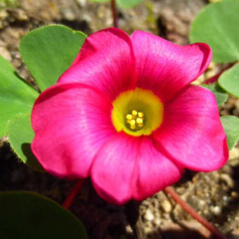 オキザリスの花