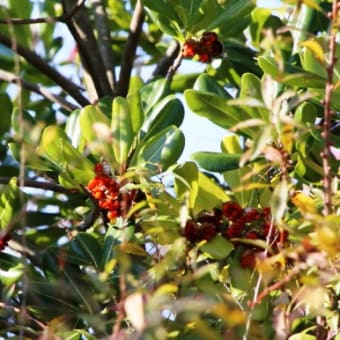 トベラの実（トベラ科・トベラ属）常緑低木