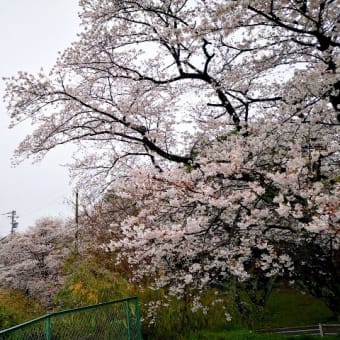 3月26日　本日の桜（伊坂ダム）