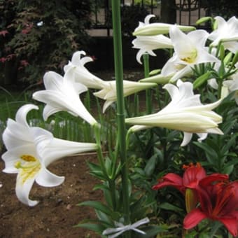 札幌大通り公園と庭の花