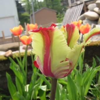 チューリップが咲いた