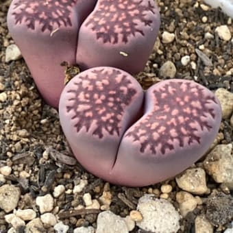 寄せ植え作ろう