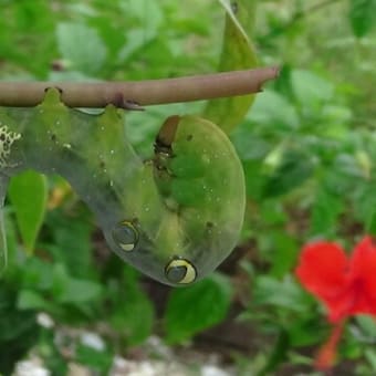 アケビコノハ　お食事タイム
