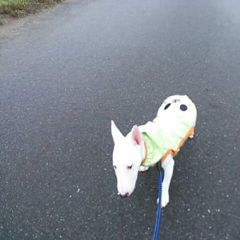 雨の日のお散歩