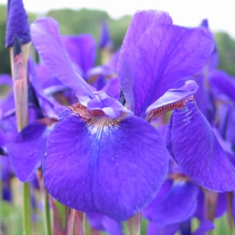 菖蒲・アヤメ？