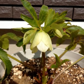ブルーベリーの植え替え　クリスマスローズ開花