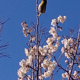 春の香り