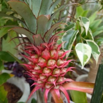 今年の花パイン