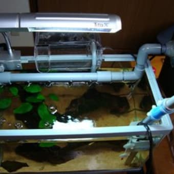 画像一覧 熱帯魚に癒され隊