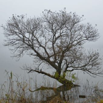 濃霧の霞ケ浦湖畔　Ⅲ