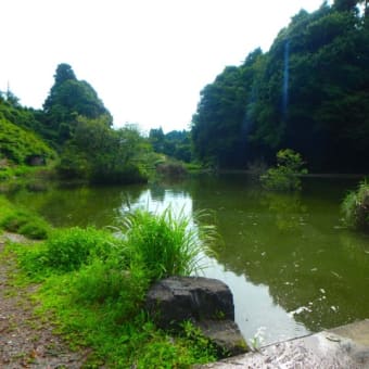 バス池の水草撤去完了。