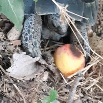 画像一覧 ひつじ飼いのキノコ岩との日常