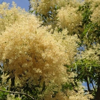 三差路の角に咲く花白き泡（浅間神社近く）
