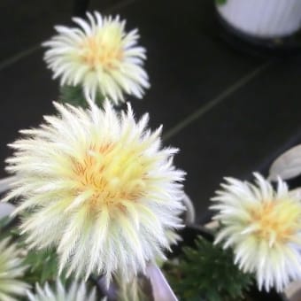 月光花とハーデンベルギアと ブーケ 月光花とハーデンベルギアと ブーケ