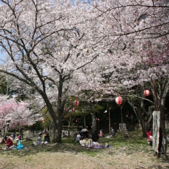 咲かせましょう桜の花！ひこ！