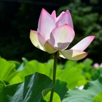 蓮の花～臼杵石仏公園
