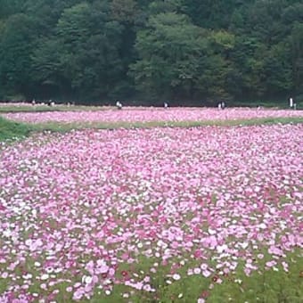 秋桜園