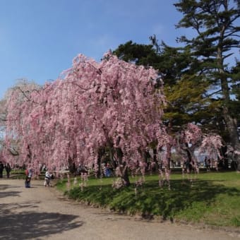 弘前公園の桜（その２）