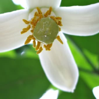 レモンの花