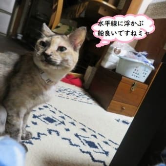 水平線綺麗だニャ(=^・・^=)