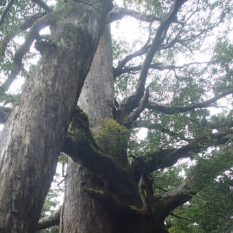 2012　屋久島の旅　　林