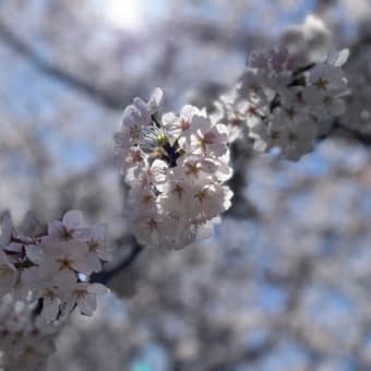 桜のお花見ツアー🌸　〜その１〜