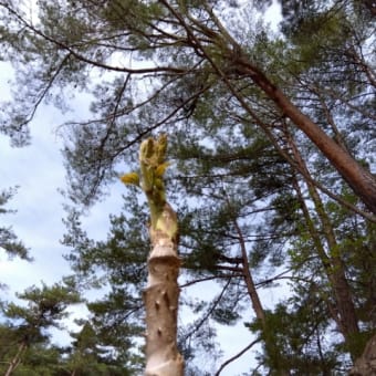 まつたけ山整備作業