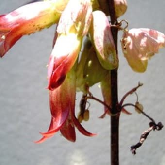 マザーリーフの花 花ごよみ マザーリーフの花 花ごよみ