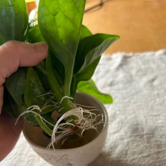 猛暑に水を思う　　と、にんにく麹