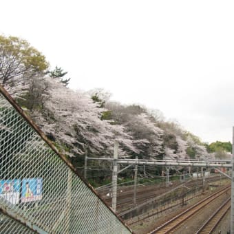 桜巡り帳5頁目：王子