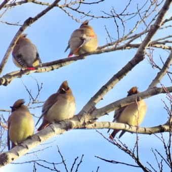 ヒレンジャク　野鳥撮影