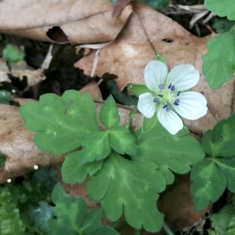 山の記憶～白露の山に咲く花～ 