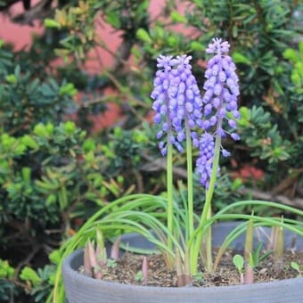 数日の大量菜っ葉で嬉しいがあった