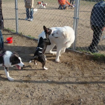 犬社会の挨拶？