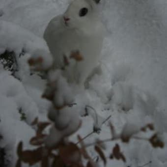 雪の中のうさ達