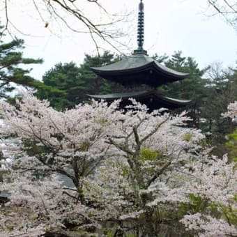 福泉寺の桜　2025　参