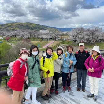 第１回ハイキング2025（石清水八幡宮、背割り堤お花見ハイキング）