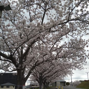 桜の花見（幸田町）