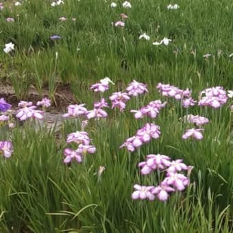 10ｰJun-25　上尾丸山公園に寄る