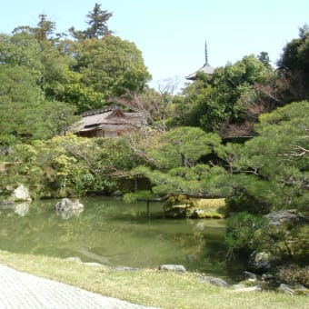 桜　桜　　京都の桜　その4
