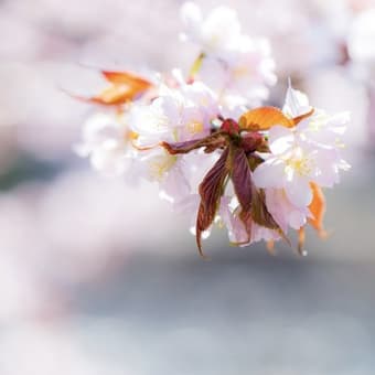 道庁の桜