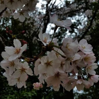今年の桜…