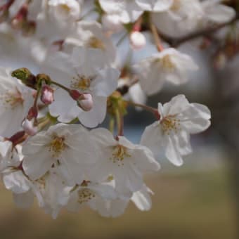 公園の.桜