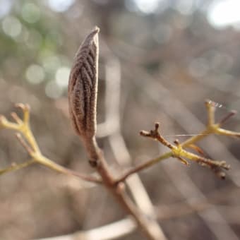 ムラサキシキブの葉芽は裸芽です。